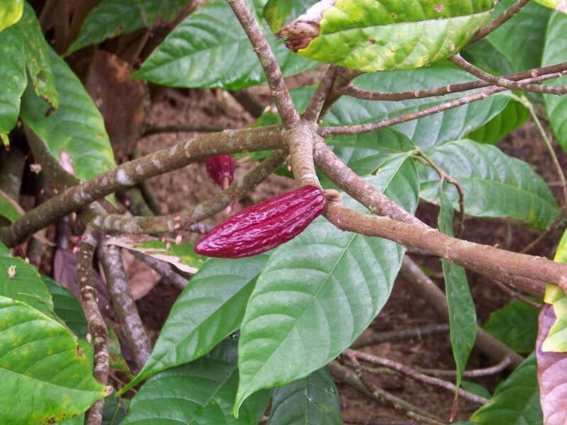 Cacao Costa Rica