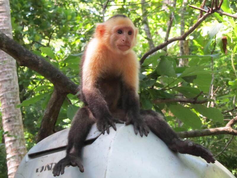 Capuchin Monkey Costa Rica