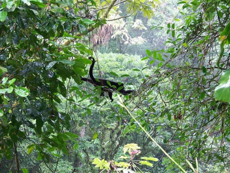 Howler Monkey Costa Rica