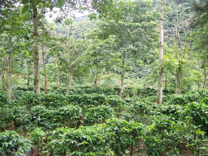 Coffee Plantation Costa Rica