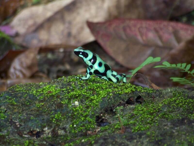 Cahuita National Park Costa Rica