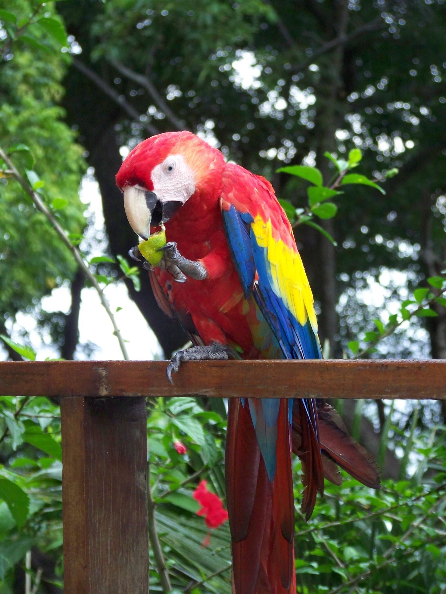 Macaw Costa Rica
