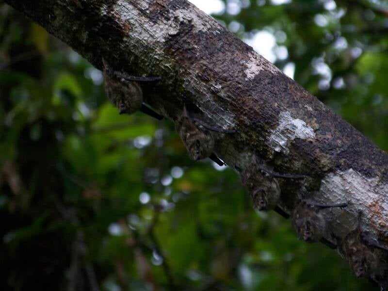 Bats Tortuguero National Park Costa Rica