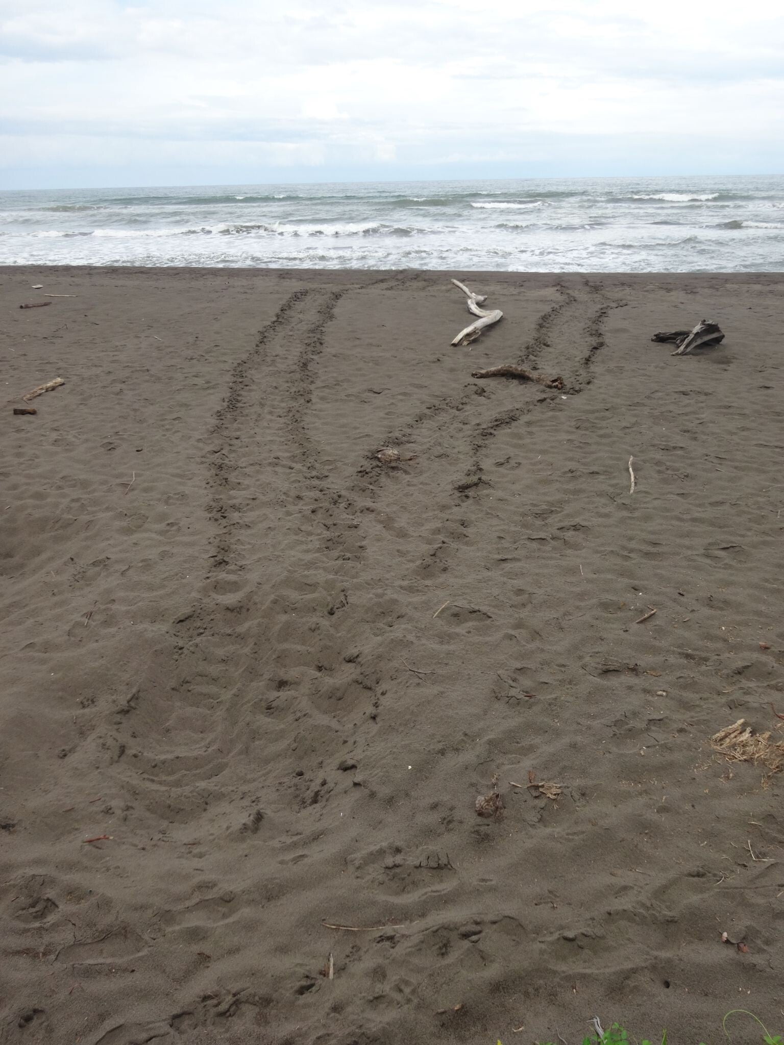 Turtle Track Tortuguero Costa Rica