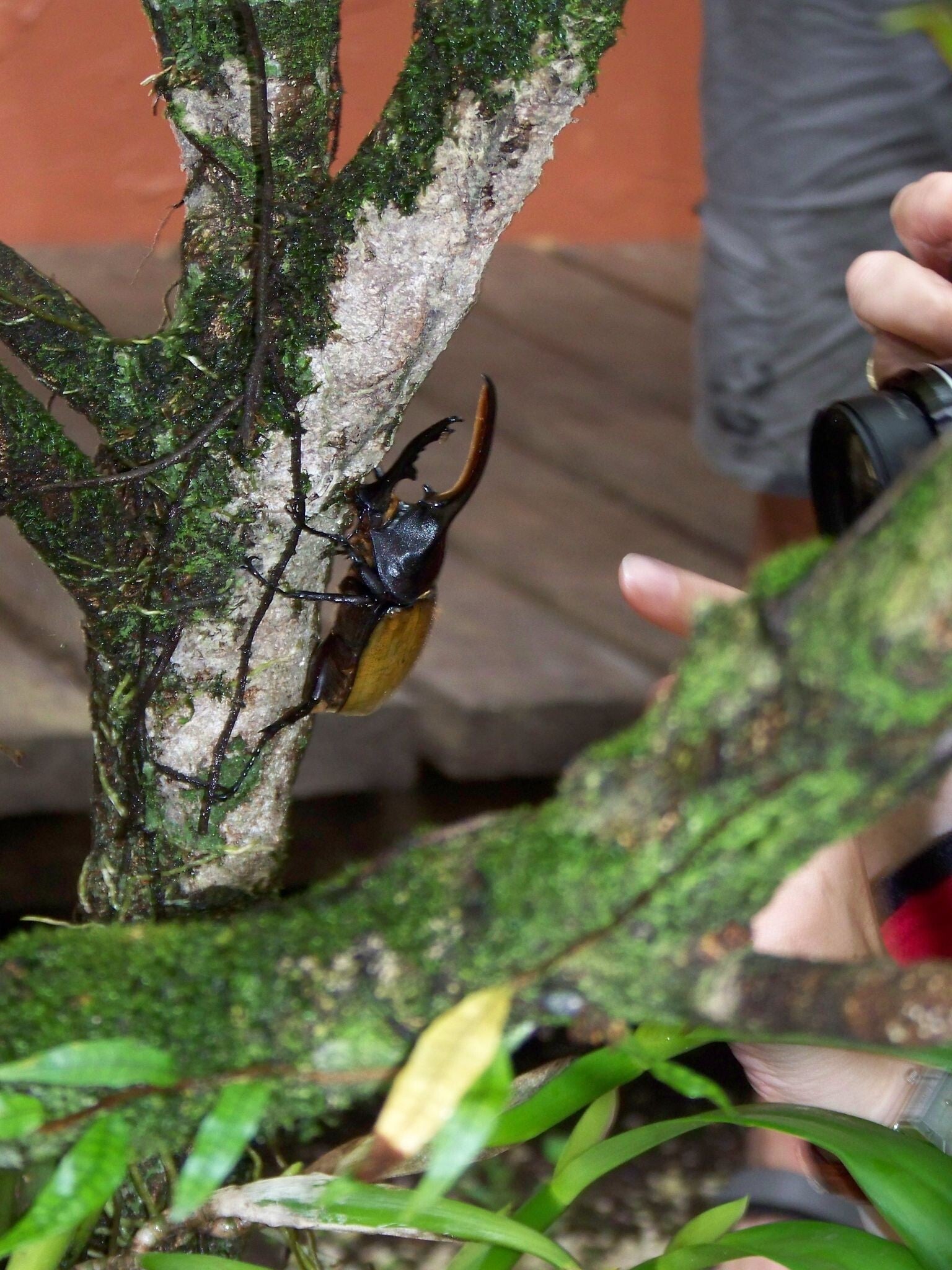 Beetle Costa Rica