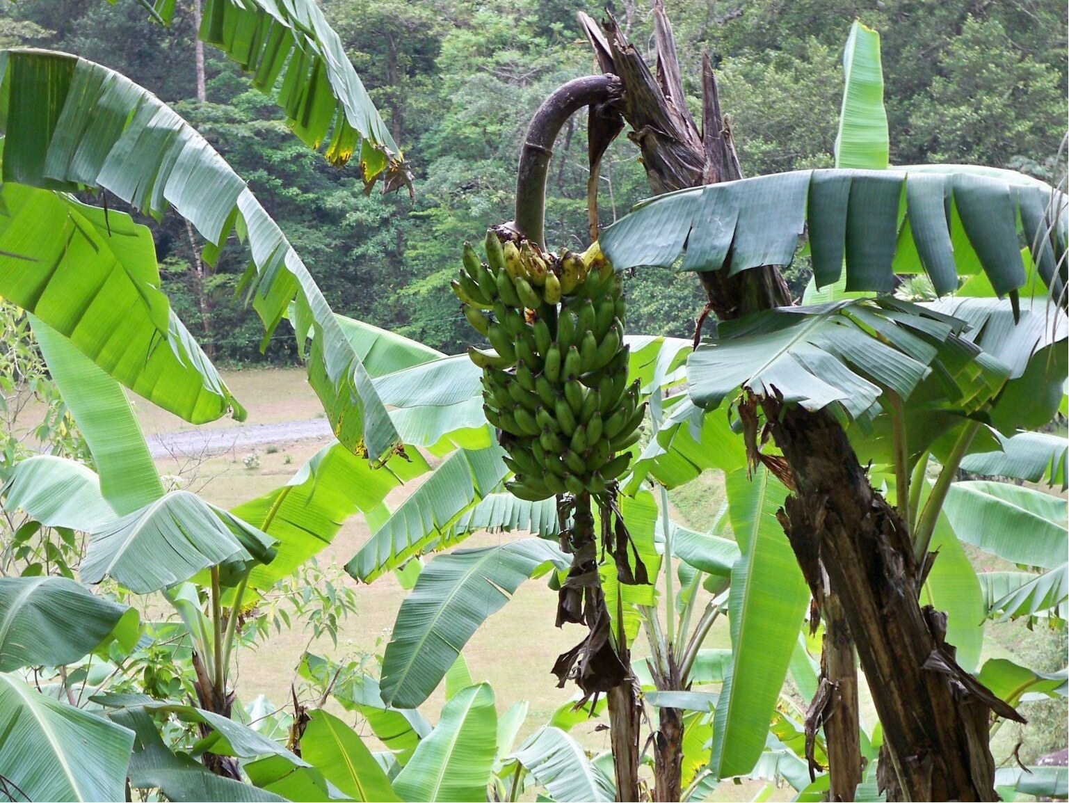 Bananas Costa Rica