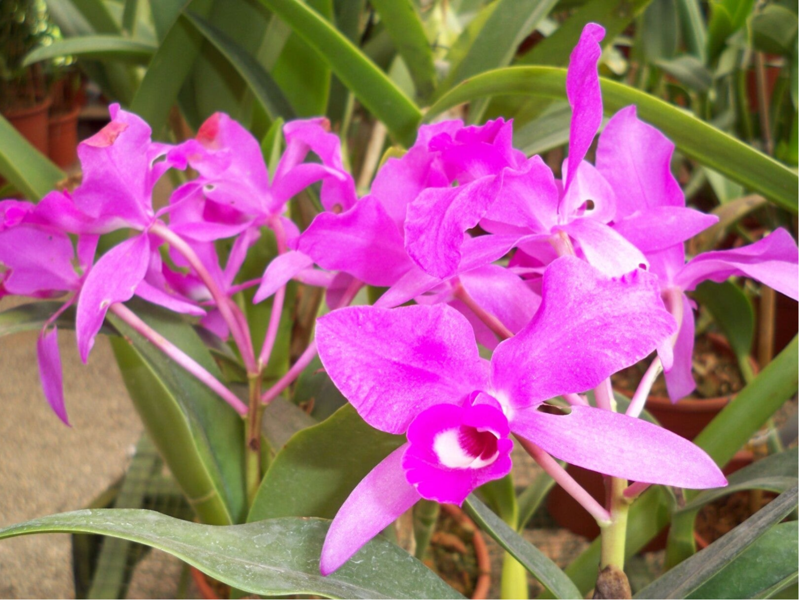 Orchid Costa Rica