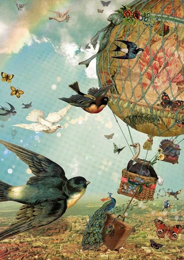 Luxe wenskaart Vogelvlucht – Kaartje of Kip