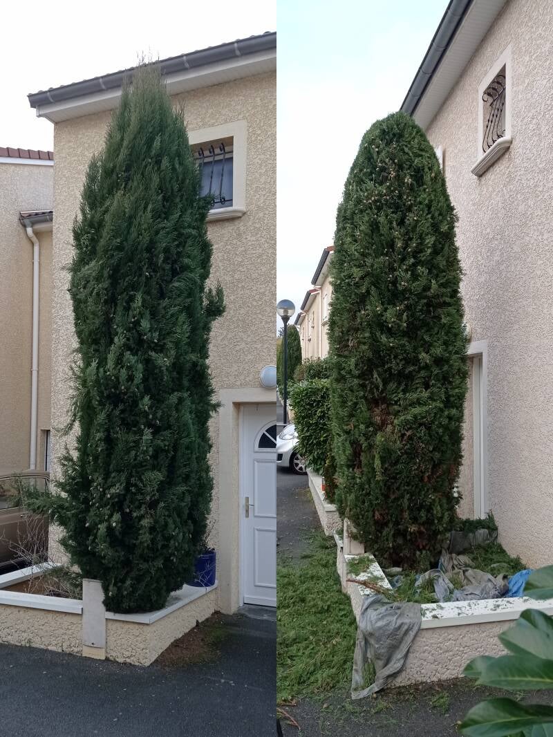 Taille d'arbuste