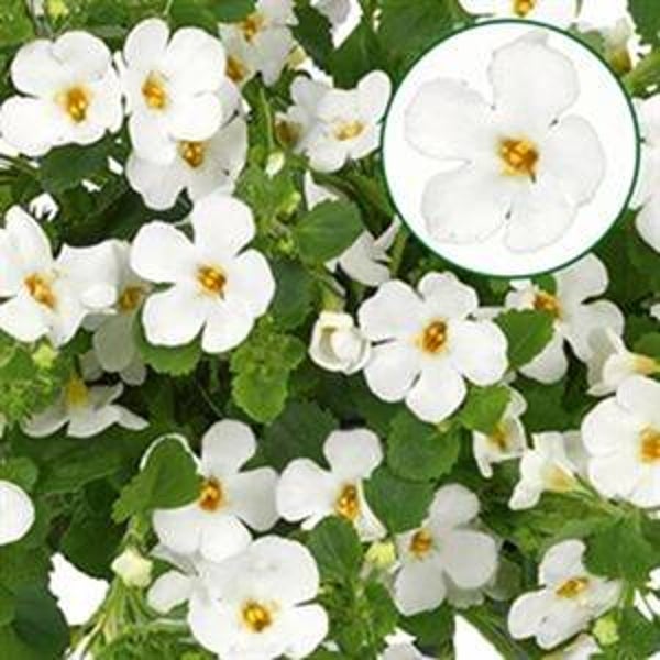 Bacopa White potmaat P12 - 1 stuks