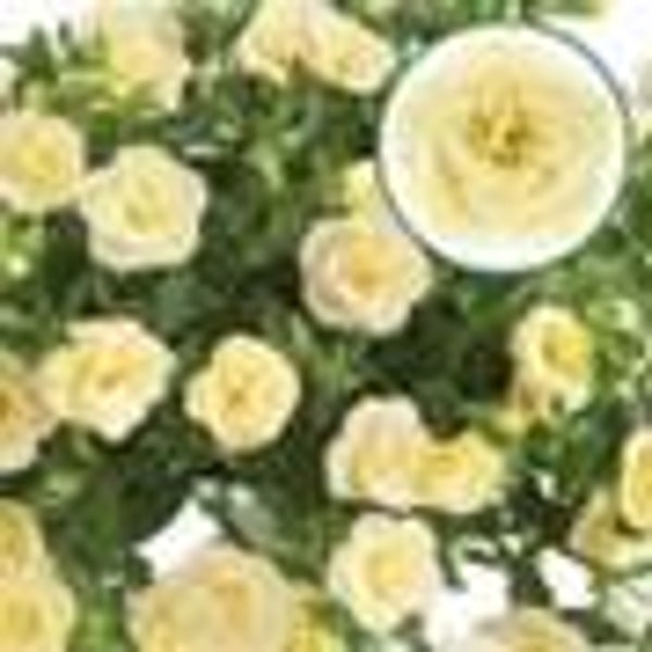 Calibrachoa Double Lemon potmaat P12 - 1 stuks