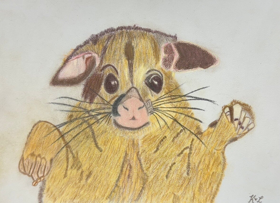 Oh Mister Possum!