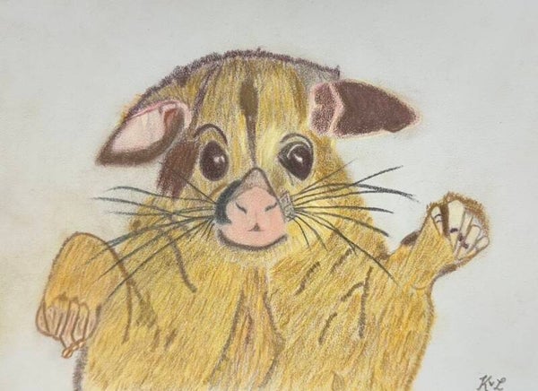 Oh Mister Possum!