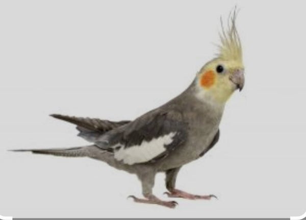 Ninfa clásica ancestral