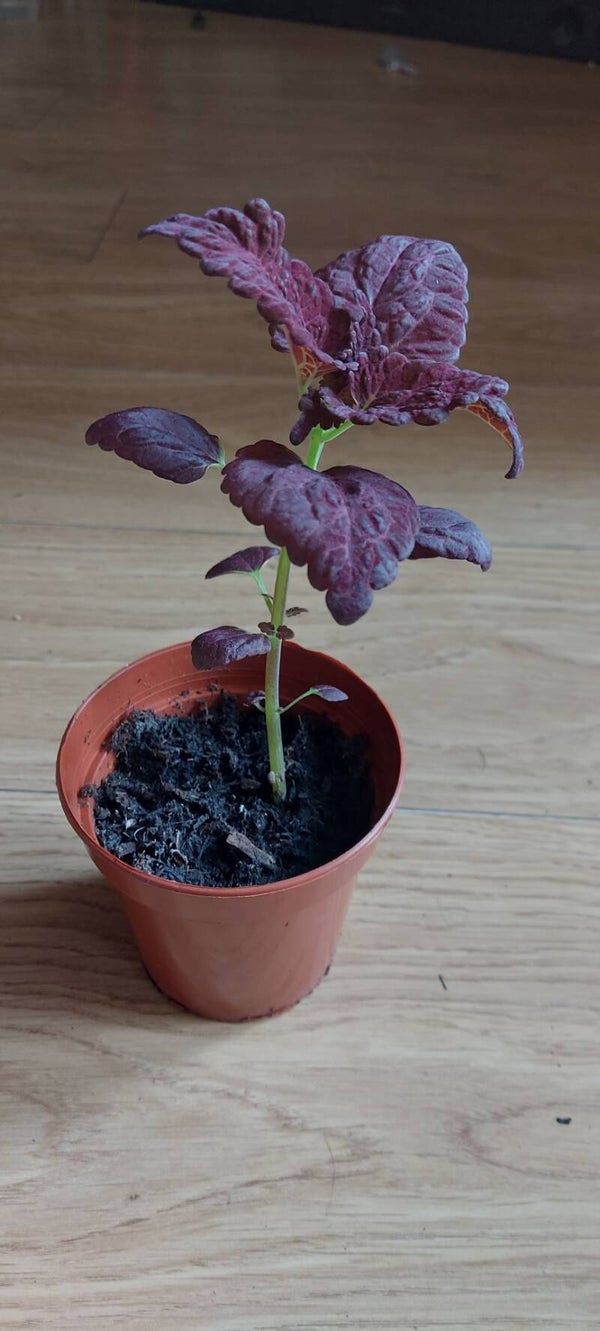 Coleus (Coleus scutellaroides) Black Dragon