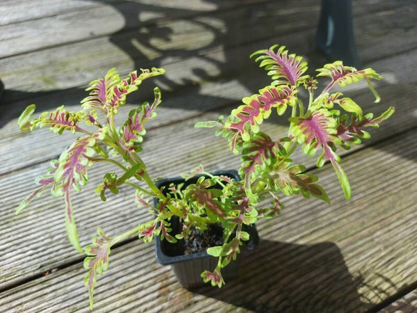 Coleus (Coleus scutellaroides) Skeletal