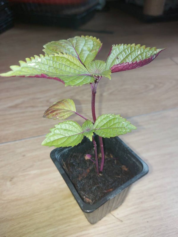 Shiso (Perilla frutescens) Britton