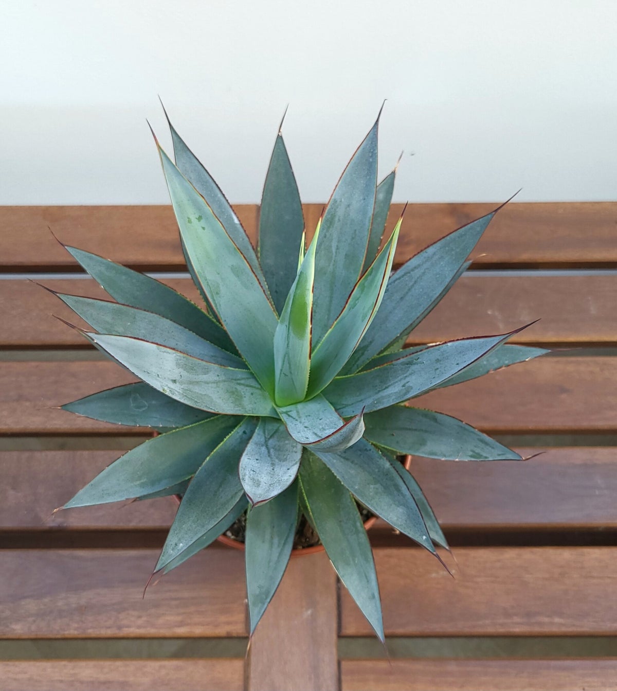 Agave 'Shaka zulu' | Vet groen