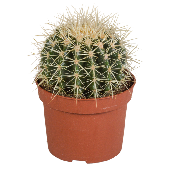Echinocactus grusonii 12 cm