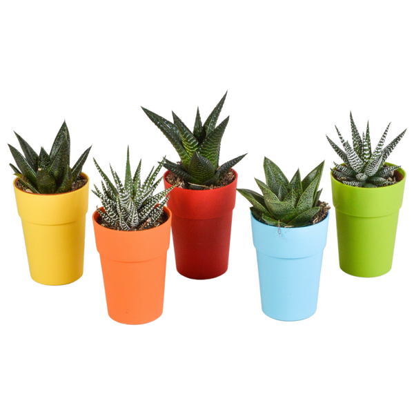 Gasteria/Haworthia mix 5,5 cm in gekleurde plastic pot | 5 stuks