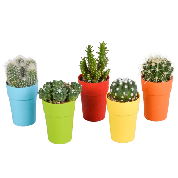 Cactus mix 5,5 cm in gekleurde plastic pot | 5 stuks