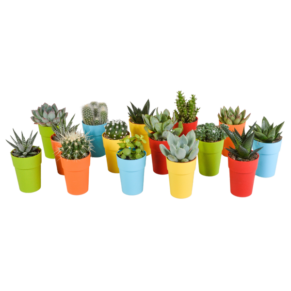 Cactus en vetplanten mix 5,5 cm in gekleurde plastic pot | 15 stuks