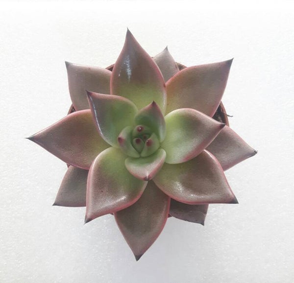 Echeveria 'Taurus'
