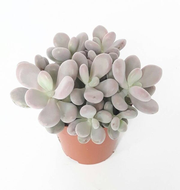 Pachyphytum oviferum 'rubra' 
