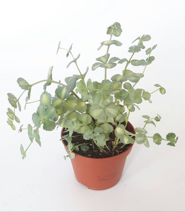 Sedum sieboldii - Vetkruid