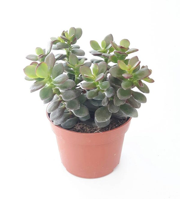 Crassula ovata 'minor'