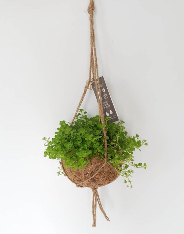 Kokodama inclusief plant