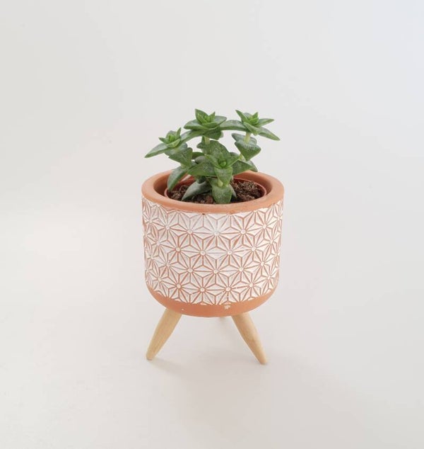 Succulent incl. potje