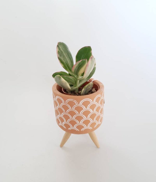 Succulent incl. potje