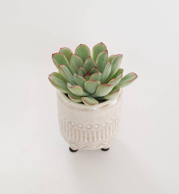 Echeveria incl. bloempotje