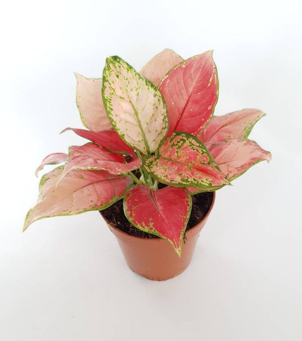 Aglaonema Siam Aurora