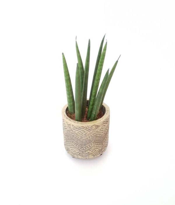 Sansevieria in sierpot