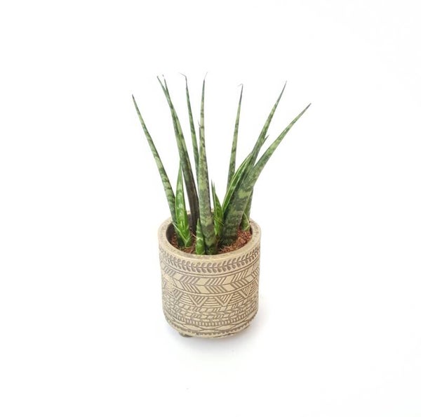 Sansevieria in sierpot