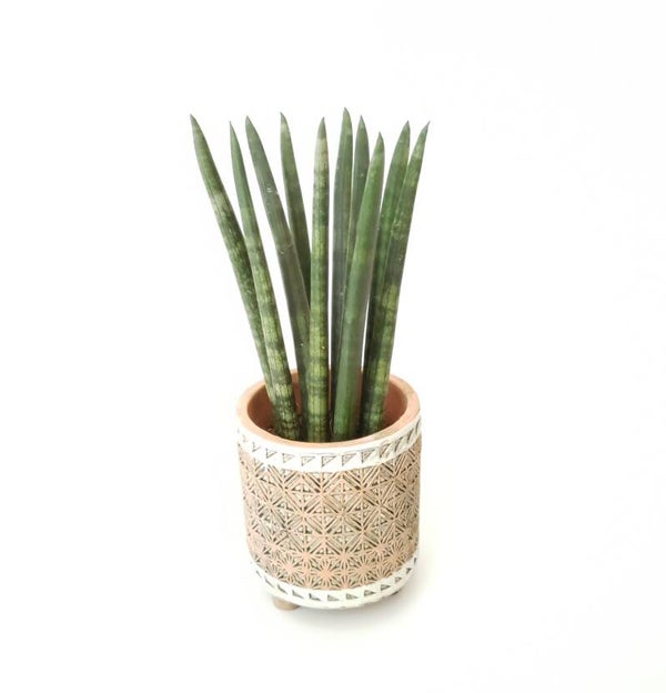 Sansevieria in sierpot