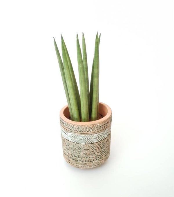 Sansevieria in sierpot