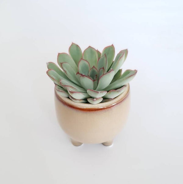 Echeveria in potje