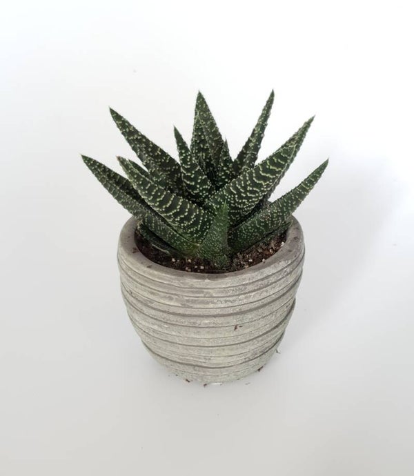 Haworthia incl bloempotje