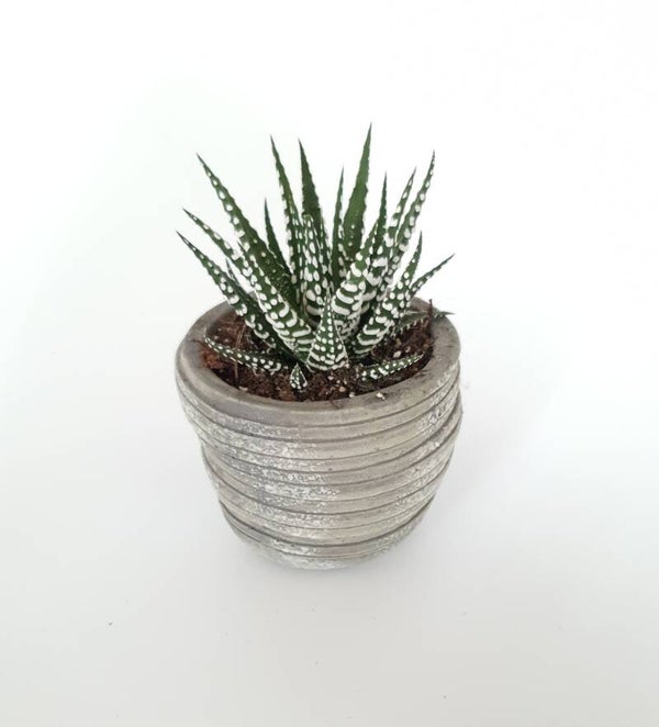 Haworthia incl bloempotje