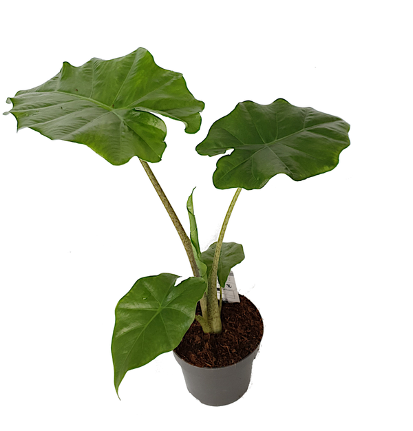 Alocasia Portadora