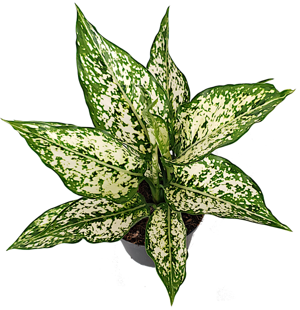 Aglaonema
