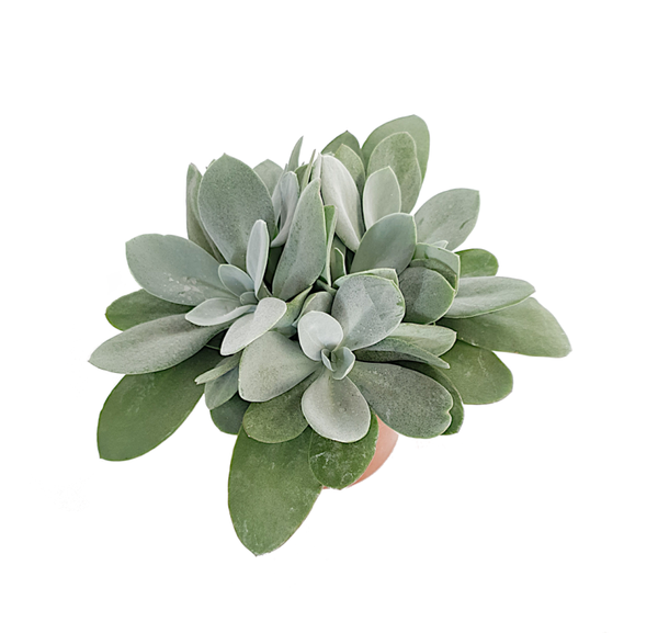 Senecio cephalophorus 'Mountain Fire'