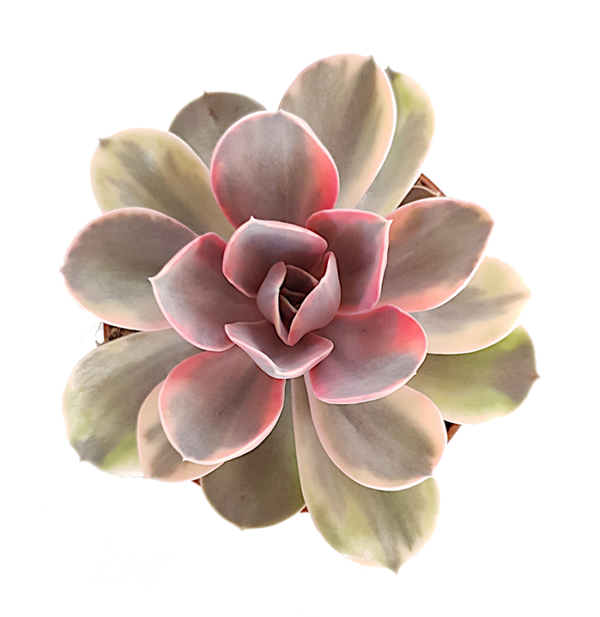 Echeveria Rainbow