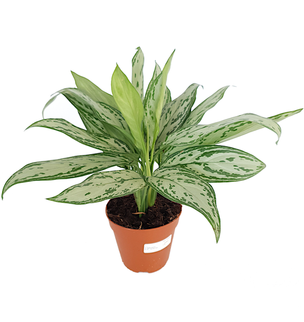 Aglaonema 'Silver Queen Compact'