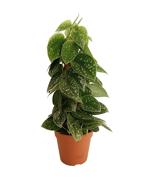 Scindapsus pictus 'Silvery Ann' mosstok