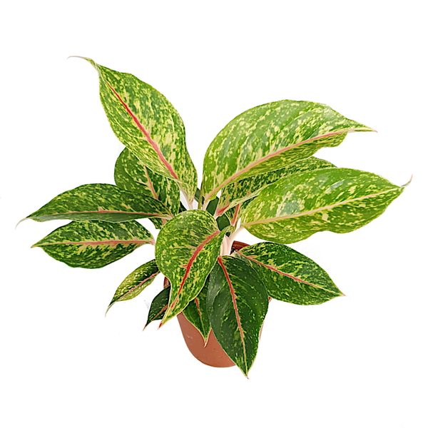Aglaonema