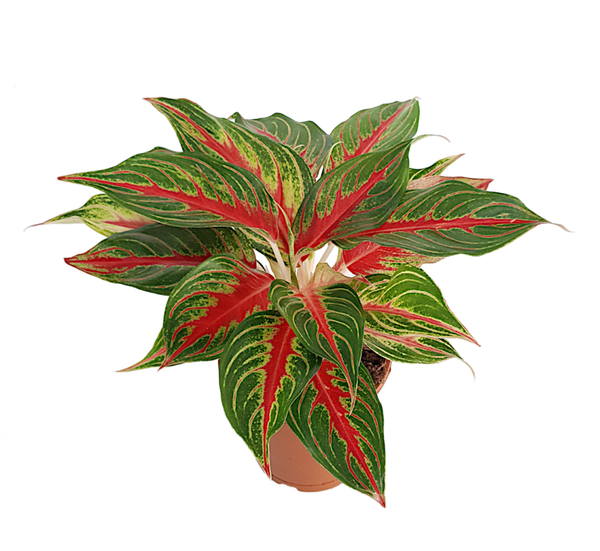 Aglaonema Anyamanee